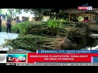 Marijuana plantation, sinalakay   ng mga otoridad (South Cotabato)