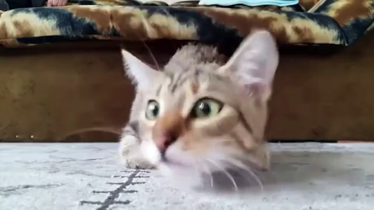 Кот смотрит фильм ужасов