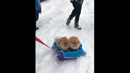 Des spitz adorent jouer dans la neige !