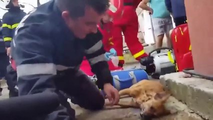 Firefighter doing CPR to save dog’s life.
