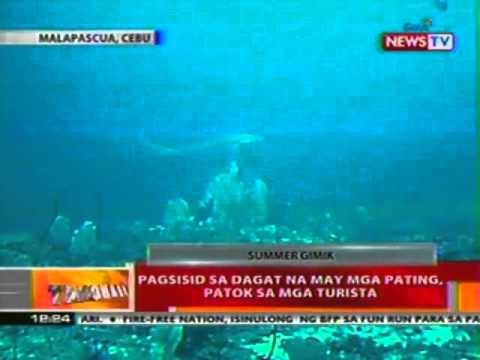 BT: Pagsisid sa dagat sa may mga pating, patok sa mga turista