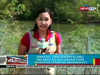 BP: Inmates sa Pangasinan, pansamantalang inilabas ng kulungan para makapagtanim ng mangroves