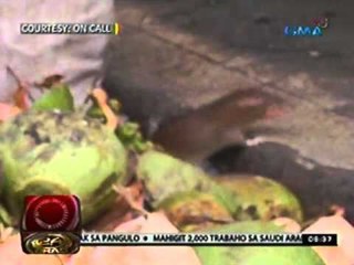 24 Oras: Isang pagawaan ng buko juice, nabistong marumi