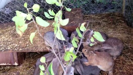 ♥ Мега прикол ♥ куча кроликов едят веточку  2012 год