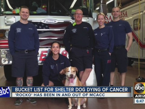 Mesa firefighters help dying dog live out bucket list