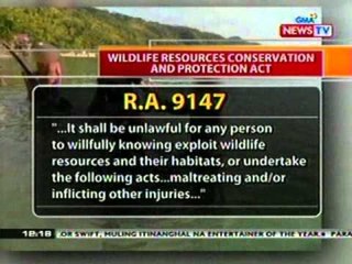 BT: Larawan ng butanding na sinakyan na parang surfboard, umaani ng batikos