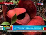 BP: Rafflesia Speciosa sa Antique,   itinuturing na 2nd largest flower in   the Philippines