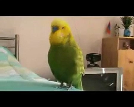 Говорящий попугай