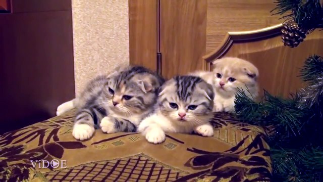 Котята зевнули по очереди