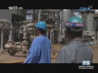 Born to be Wild: Paano ginagamit ang coal sa mga power plant?