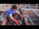 Born to be Wild: Characteristics ng water snakes sa Tonle Sap, Cambodia