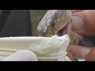 Born to be Wild: Paghahanap ng mga Philippine cobra para sa antivenin drug