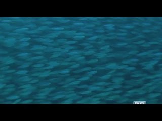 Born to be Wild: Sardine run sa Moalboal, Cebu