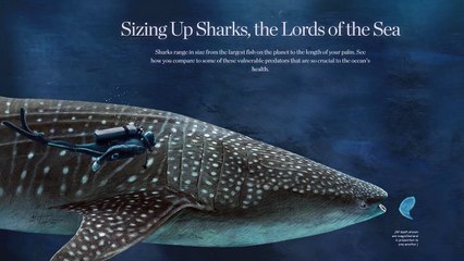 Sizing Up Sharks, the Lords of the Sea - Megalodon compared to a diver