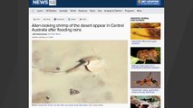 'Alien' Shrimp Emerges In Australia After Heavy Rain