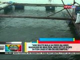 BP: Mga isda sa fish cages sa  Davao, pinalilipat dahil sa pagkalat nf E-Coli bacteria