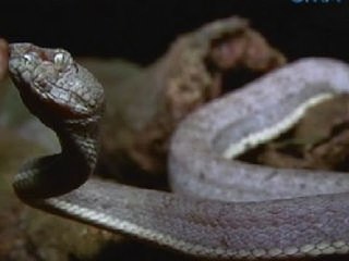 Kakaibang ganda ng gray pit viper