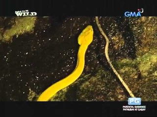 Iba't ibang kulay ng mapang-akit na Batanes pit viper