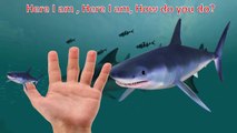 Finger Family SHARK Song Nursery Rhyme (Daddy Finger) for Kids Children Toddlers