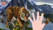 Finger Family Rhymes for Children Cheetah Lion | Tiger Cartoon Finger Family Children Nursery Rhymes