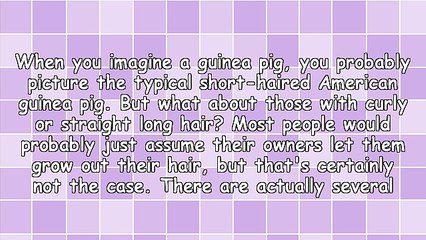 The 7 Types of Guinea Pigs