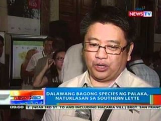 NTG: Dalawang bagong species ng   palaka, natuklasan sa Southern   Leyte