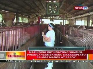 BT: Matinding init ngayong summer, pinangangambahang makaaapekto sa mga manok at baboy
