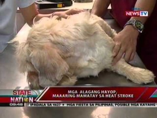 Ilang pet owners, dinadala sa salon at spa ang kanilang alaga para bawas stress ngayong tag-init