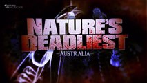 Смертельно Опасные Животные Австралия Хищники Которых Стоит Опасаться! Дискавери фильмы