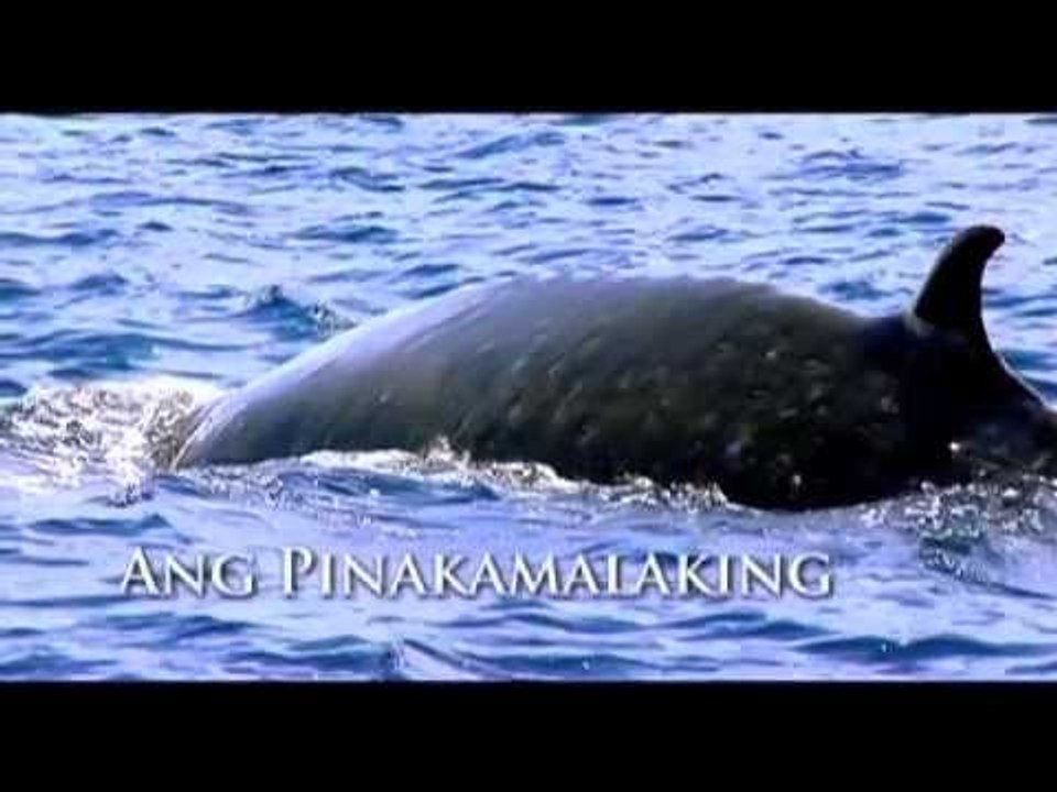 Born to be Wild: The Born Expeditions