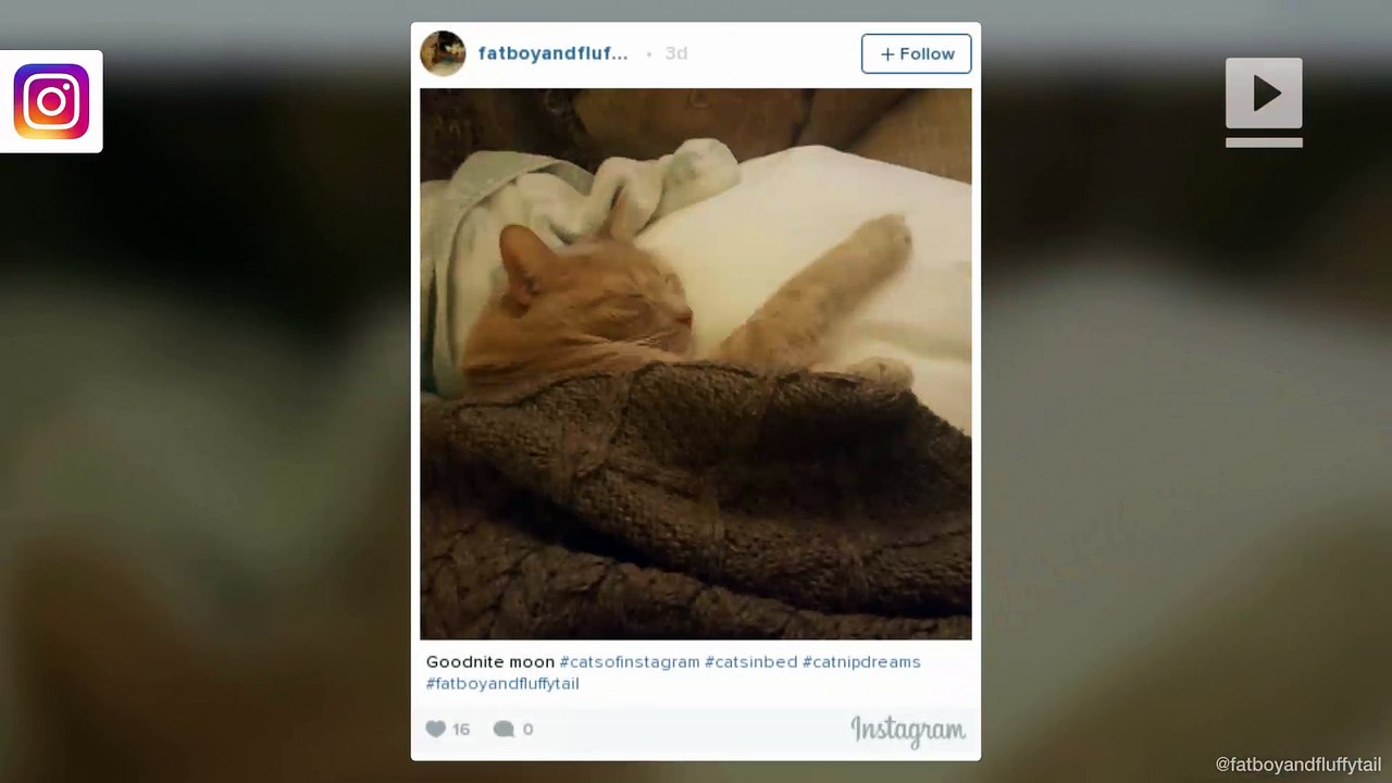 Cozy cats tucked into bed is cuteness overload