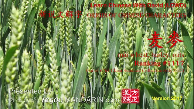 Origin of Chinese Characters - Radical 143 炊事篇 麦 wheat - Learn Chinese with Flash Cards