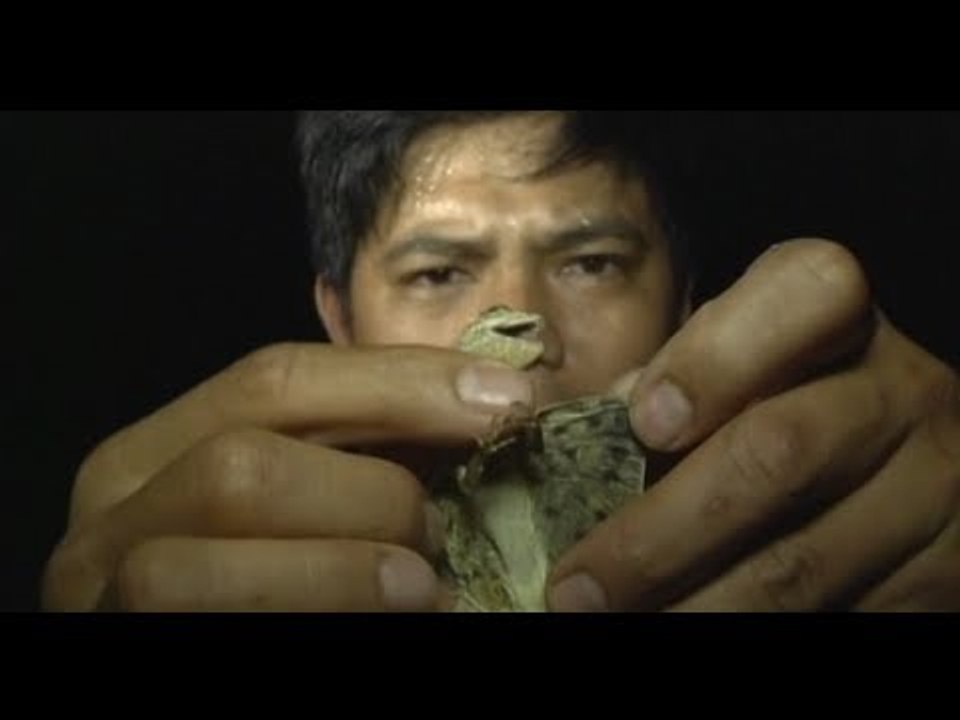 Iba't ibang klase ng hayop na makikita sa Batanes