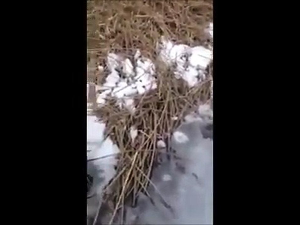 ky erifi po dika me zan peshk sd