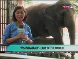 SONA: British Rock Star 'Morrissey', hiniling kay PNoy na alisin na sa Manila Zoo si 'Mali' (051112)