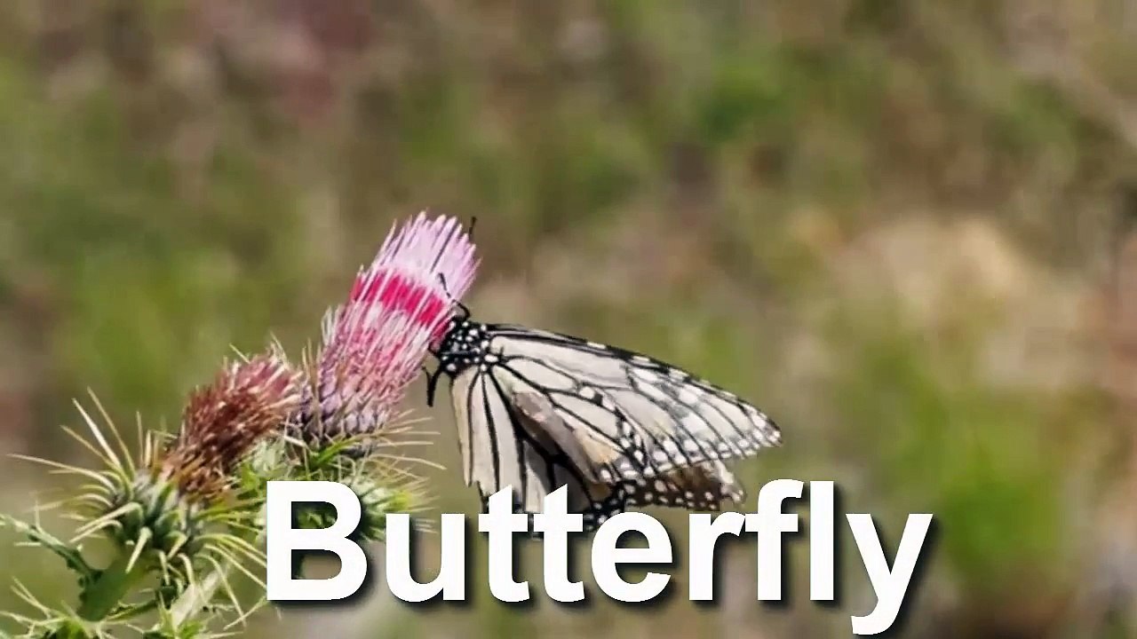 BUTTERFLY -  Learning English -  Animals Name and Sounds for Kids -  PUZZLE GAMES