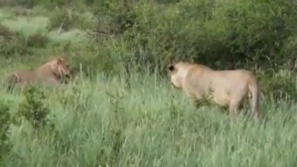 Killing Animals also have loving heart