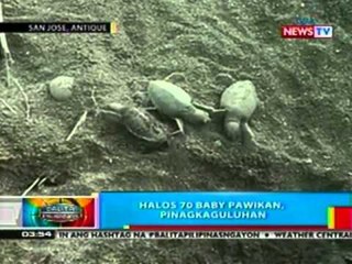 BP: Halos 70 baby pawikan sa Antique, pinagkaguluhan