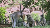Langur monkeys grieve over fake monkey - Spy in the Wild Episode 1