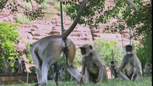Langur monkeys grieve over fake monkey - Spy in the Wild Episode 1
