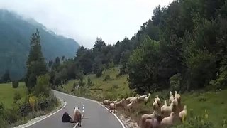 Herd of sheep trample their lady shepherd before one returns to ram her after being spooked by car
