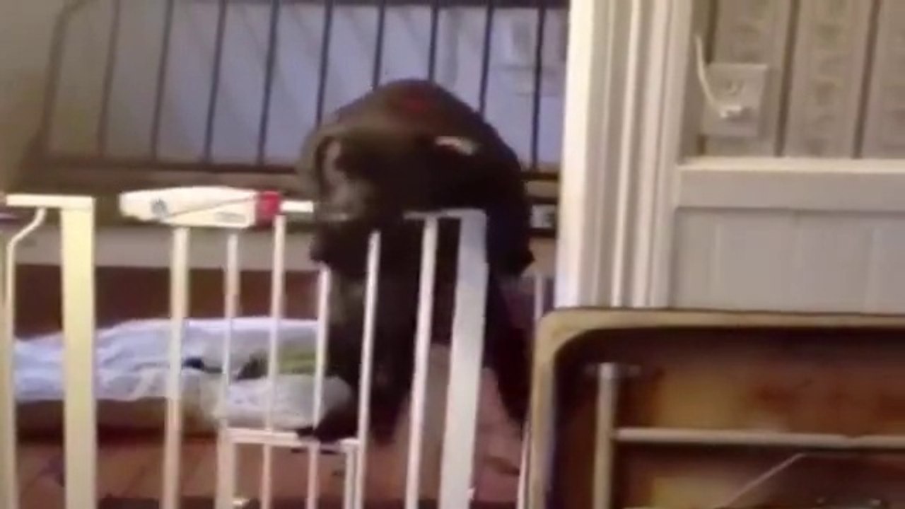dog funny vedio best dog funny video top funny dog video dog are mad or not see this vedio