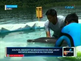 Saksi: Dolphin, mahigpit na binabantayan   ang lagay matapos makalunok ng   fish hook