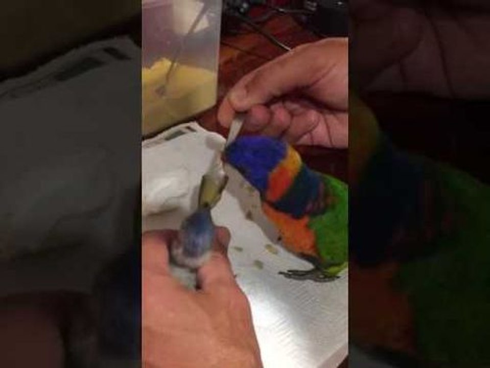 Un oiseau tente d'aider à nourrir un bébé oiseau