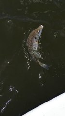 Quand un requin bulldog te vole ta prise...