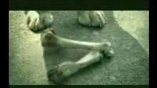 PerrO cOrnuDo!