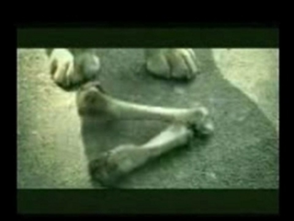 PerrO cOrnuDo!