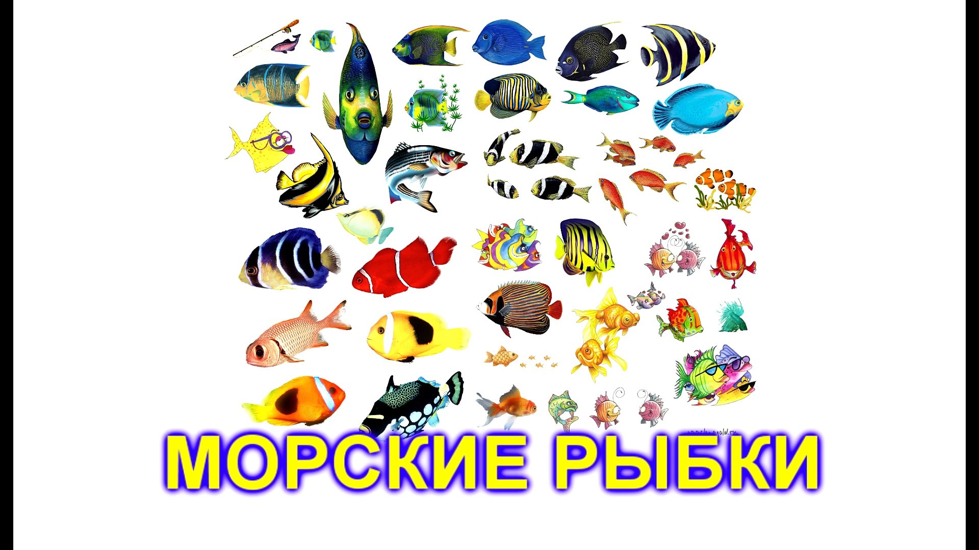 морские животные