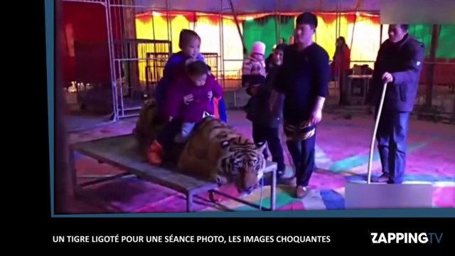Chine : Un tigre ligoté pour une séance photo, les images choquantes (Vidéo)