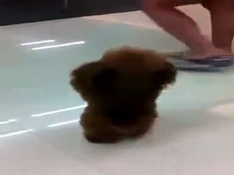 Прикольный милый песик танцует). Угар